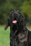 FILA BRASILEIRO 208